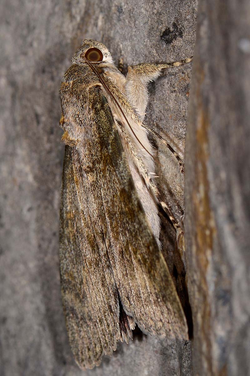 Erebidae - Catocala elocata? S